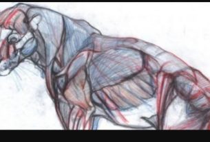 NMA / New Masters Academy – Introduction to Animal Anatomy