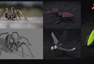 Blendermarket – Blender 2.81 – Insect And Spiders Creation Full Course